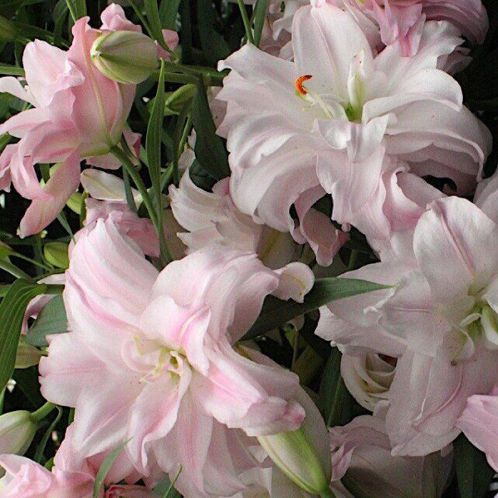 Double Lily