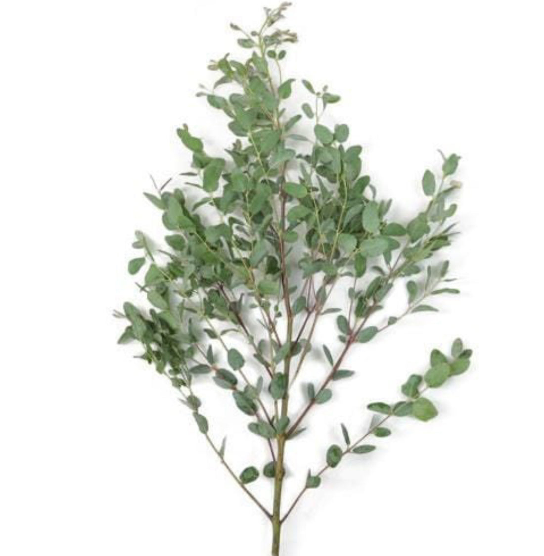 Gunni Eucalyptus