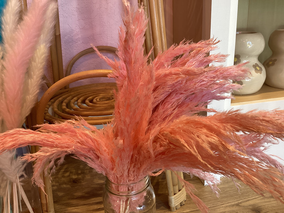 Pink plume grass