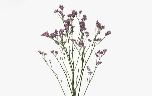 Limonium Diamond Pink