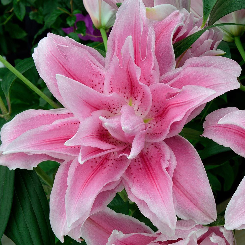 asiatic lily in florida Smaller) Lily asiatic – House of Petals Florist & Gift Shop