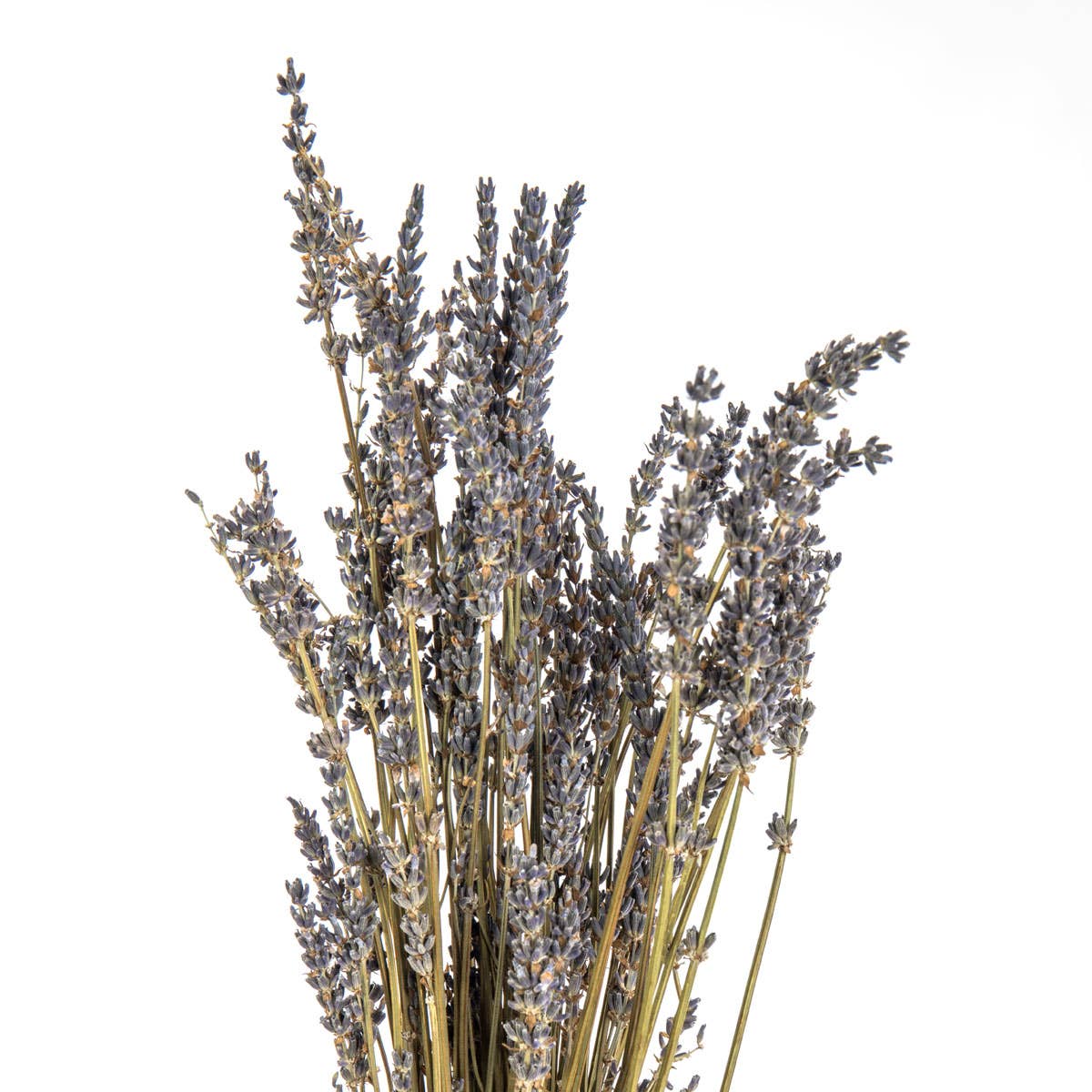 Dried Lavender Bunch