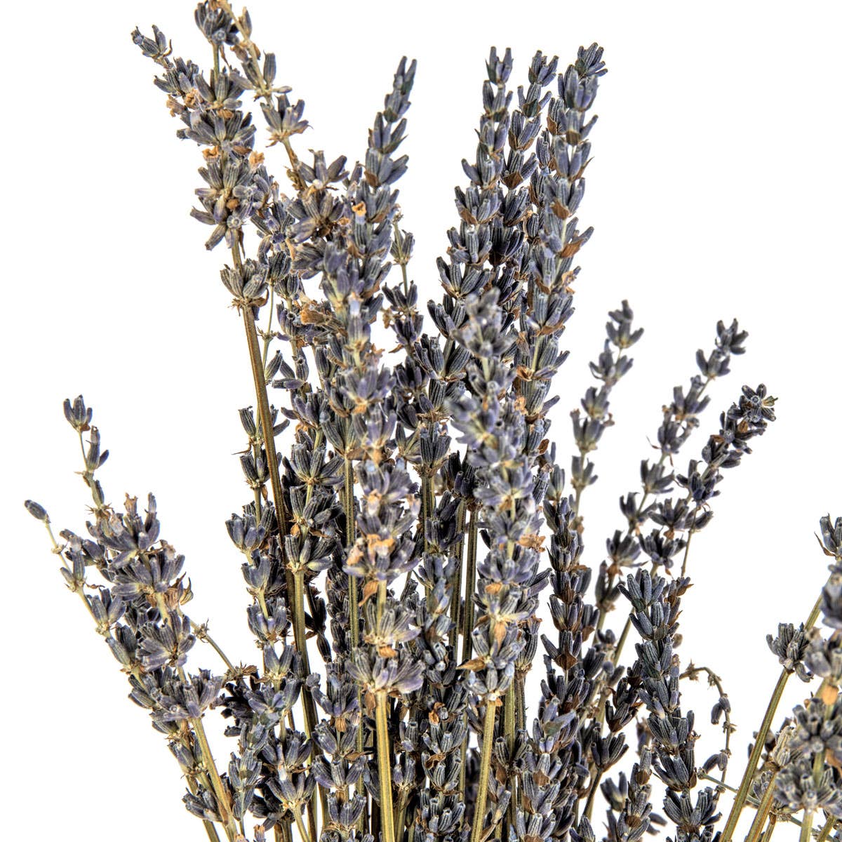 Dried Lavender Bunch
