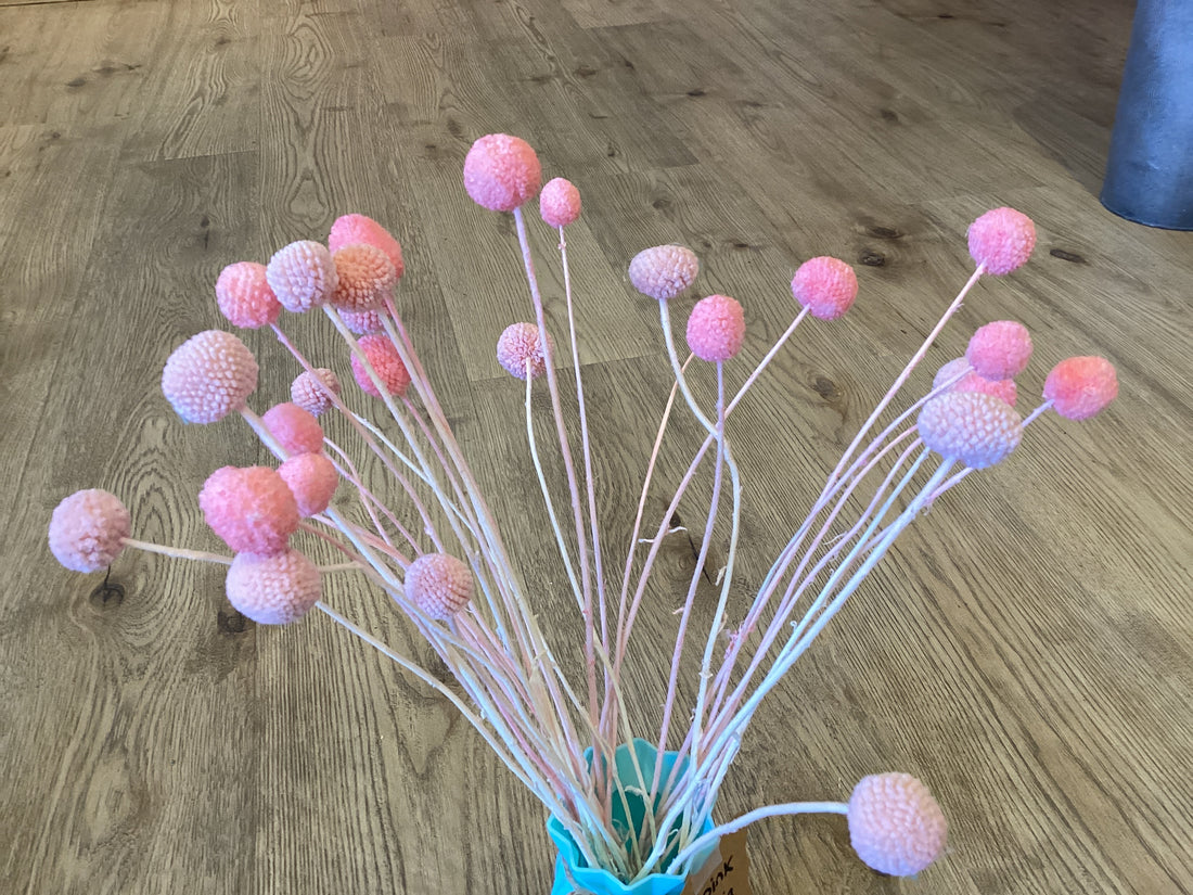 Mini Pink Crespedia