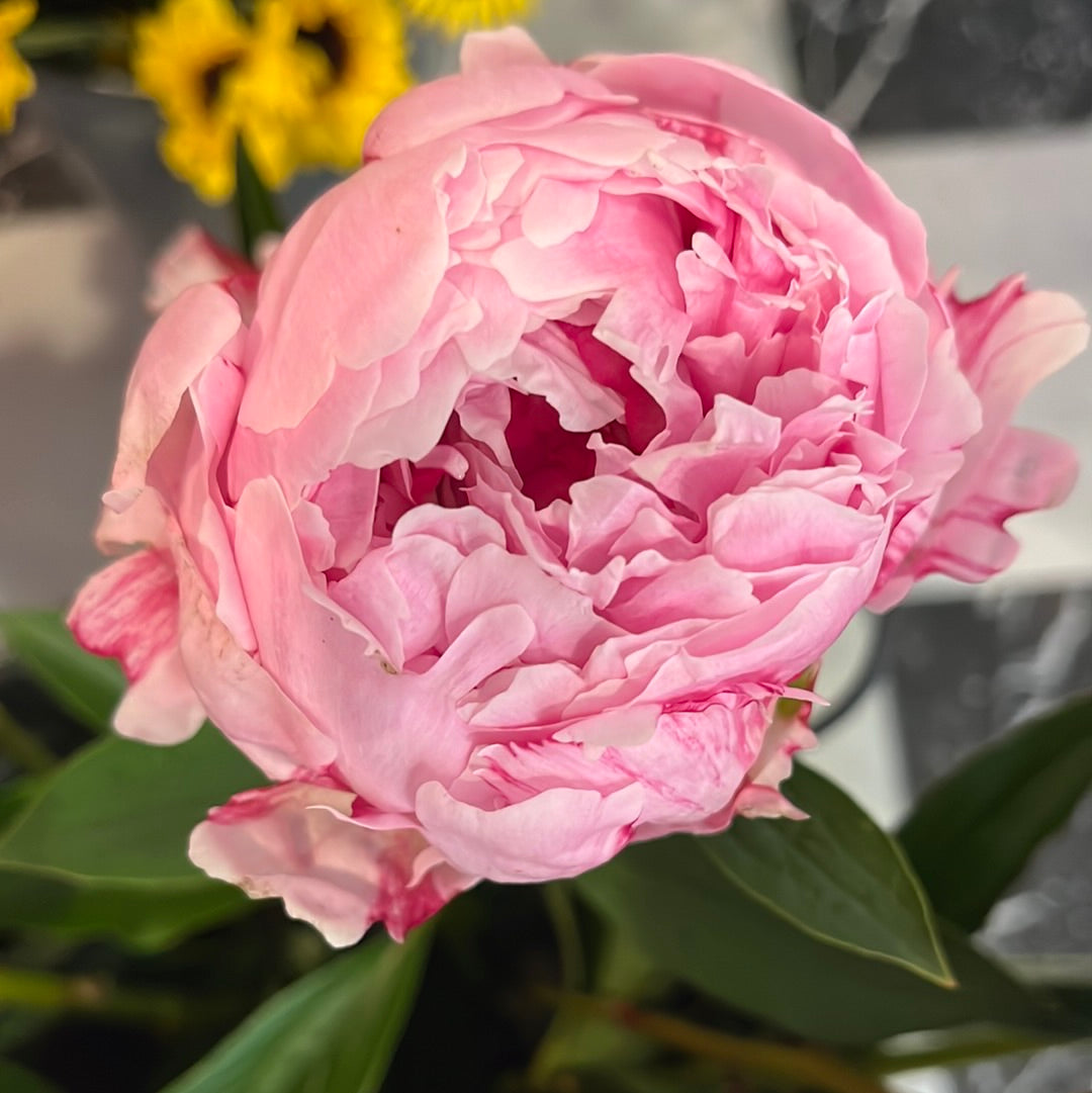 Peony