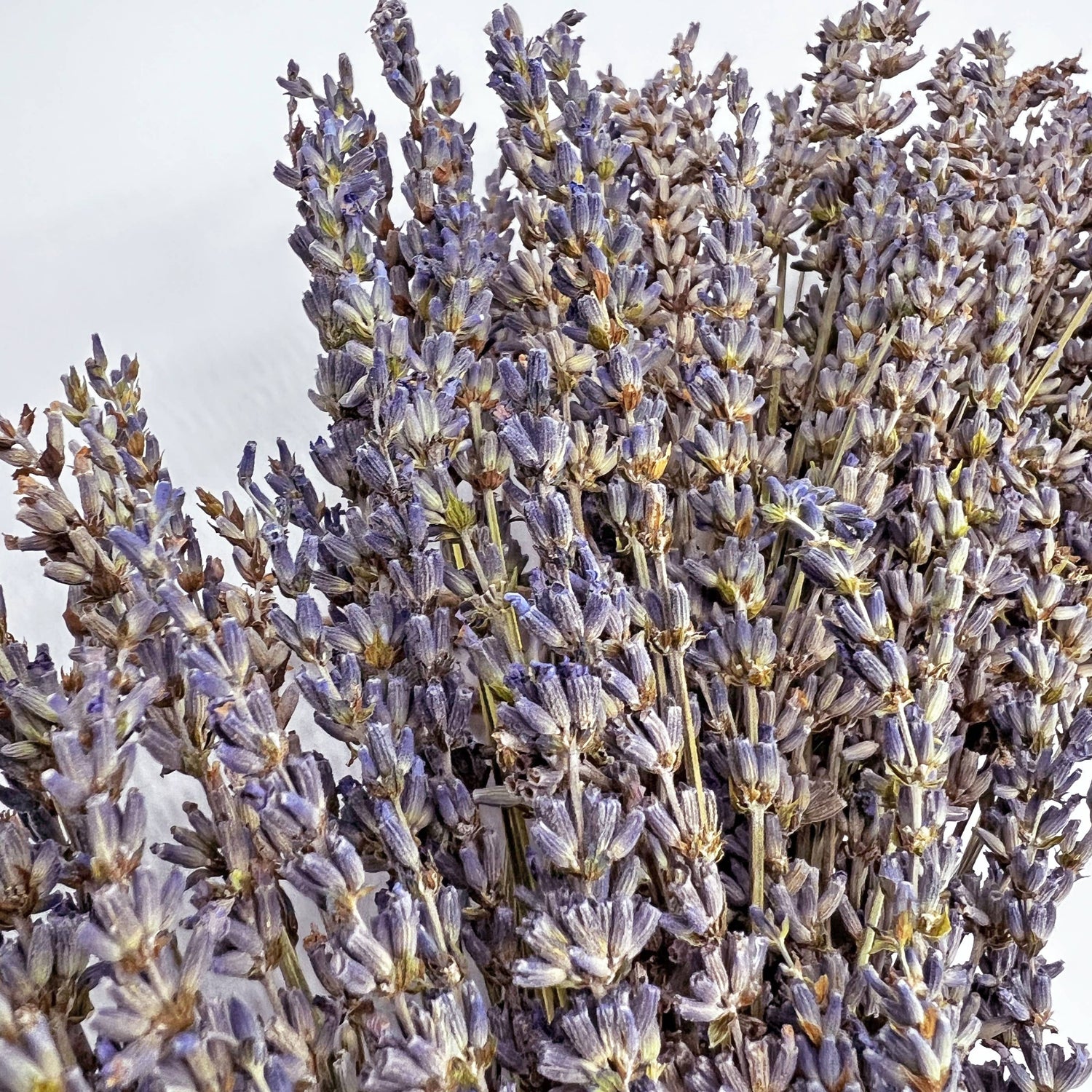 Dried Lavender Wreath